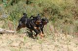 BEAUCERON 257